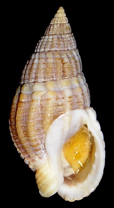 Nassarius reticulatus (L., 1758)